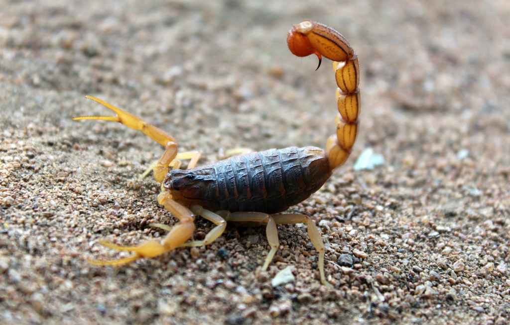 The fox and scorpion