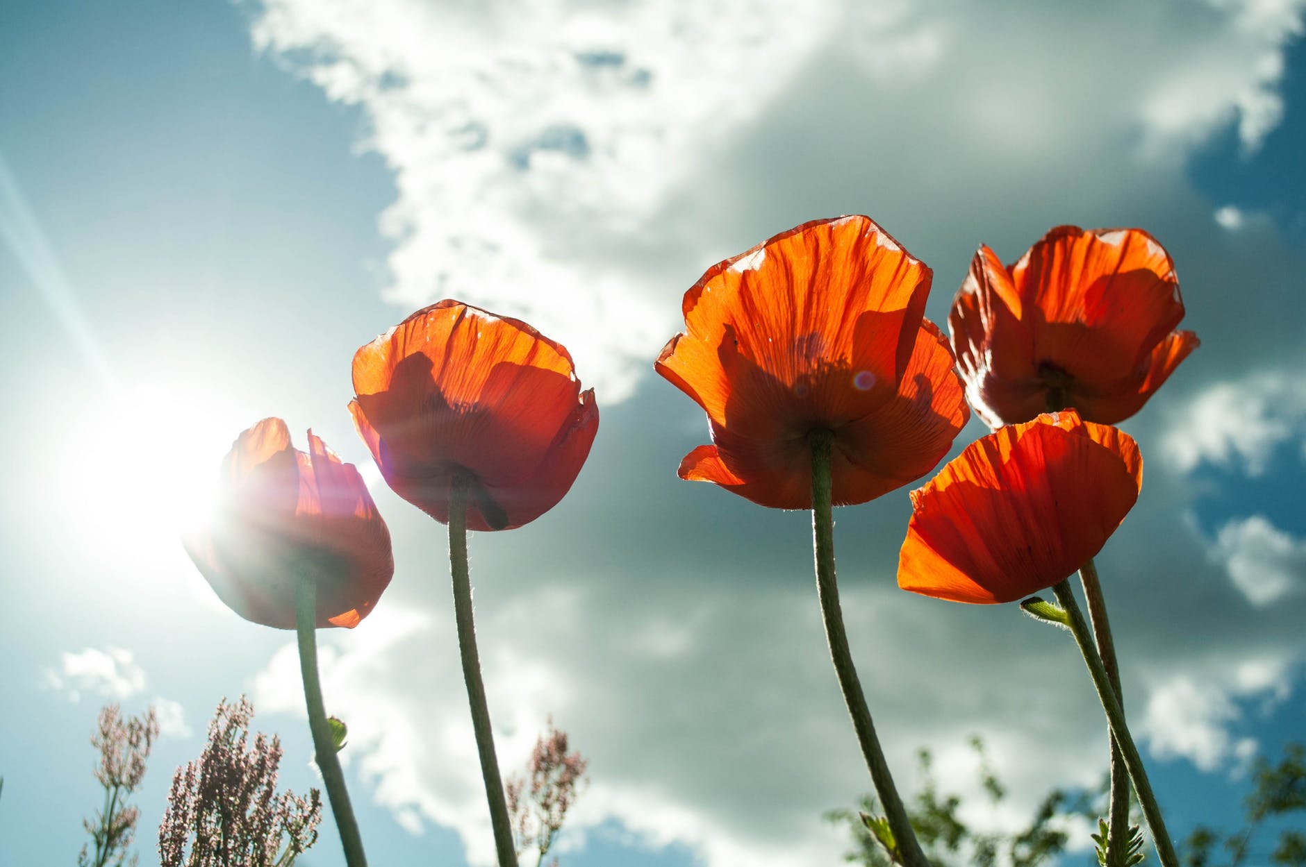 Week 6: Poppies and Politics
