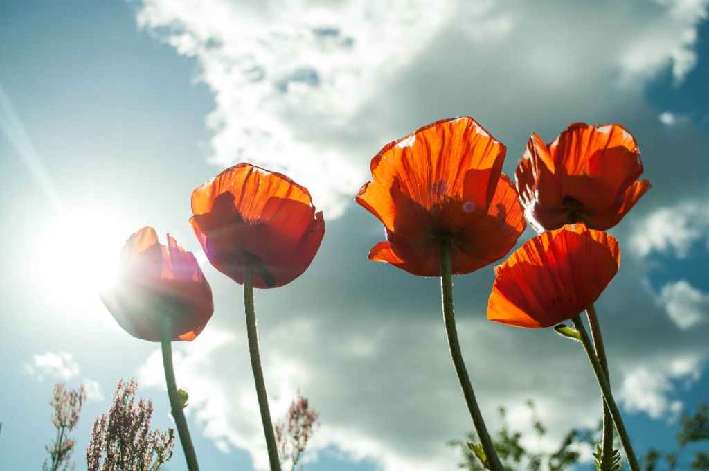 Week 6: Poppies and&nbsp;Politics