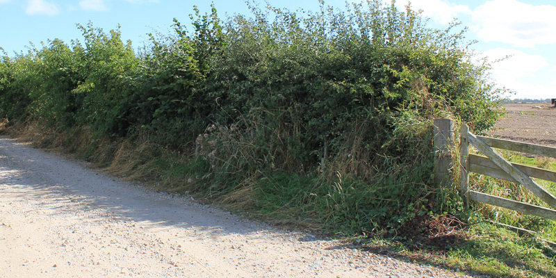 Week 28 & 29: Dragged Through A Hedge Backwards…
